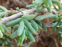 Delosperma fredericii