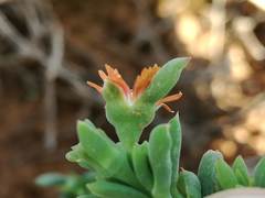 Delosperma fredericii