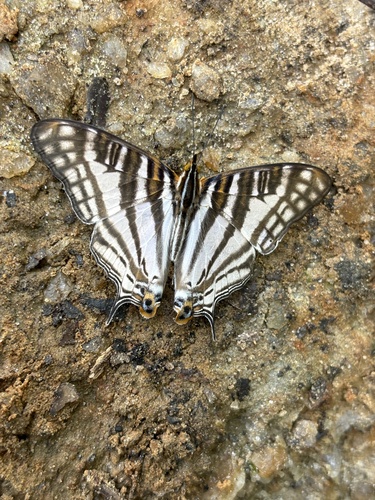 African Map Butterfly