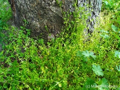 Stellaria apetala