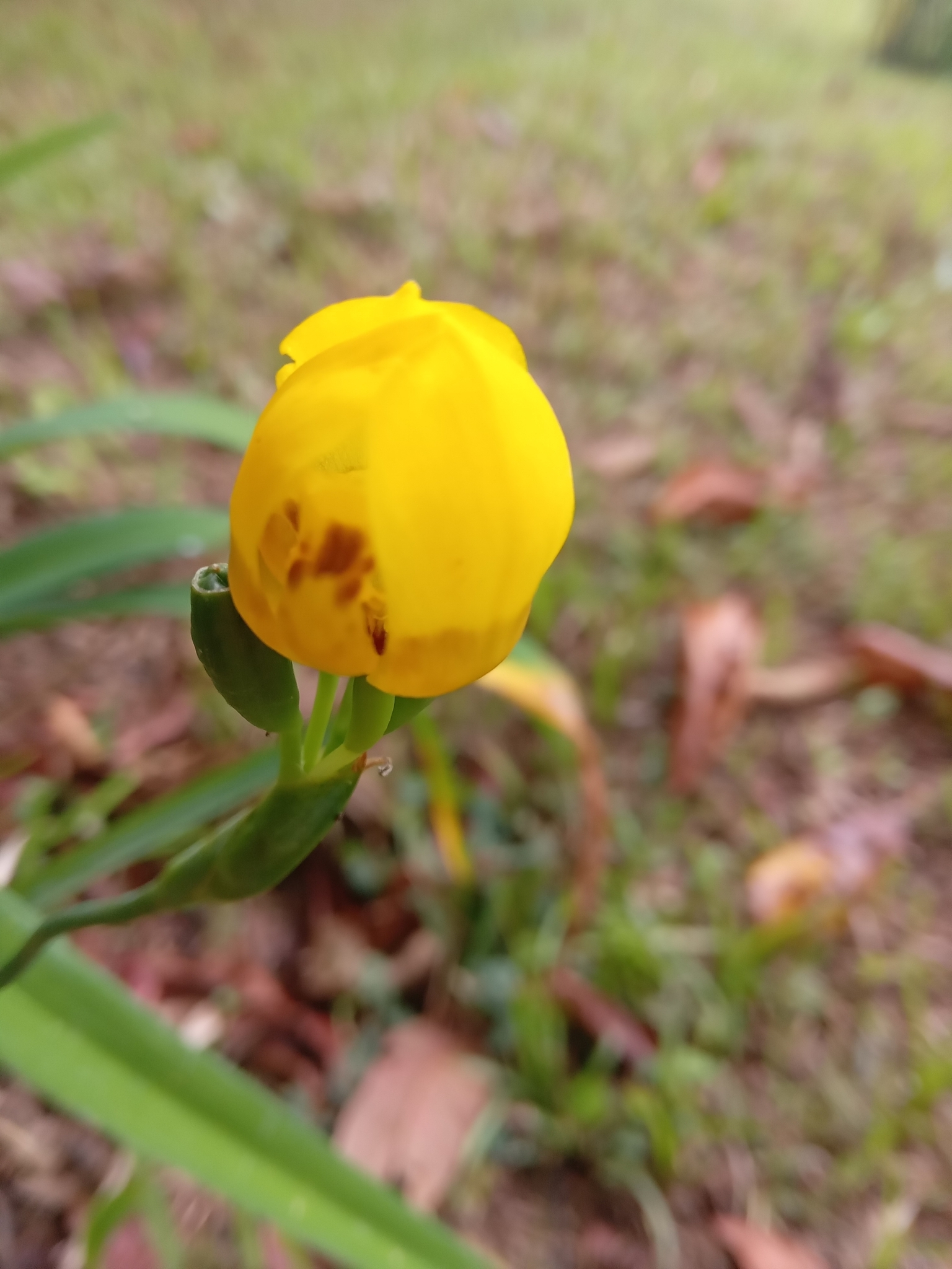 Imagem de Orquídea de chão