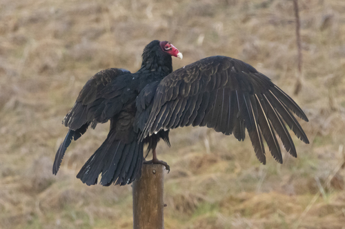 Cathartes image