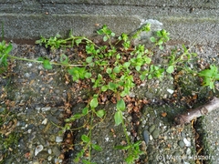 Stellaria apetala
