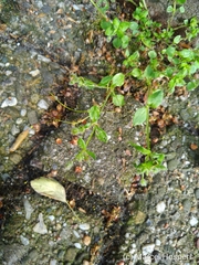 Stellaria apetala