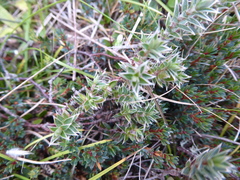 Pimelea oreophila lepta