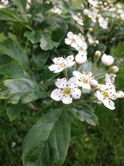 Crataegus