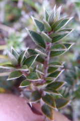 Pimelea oreophila lepta