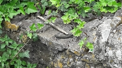 Podarcis muralis nigriventris