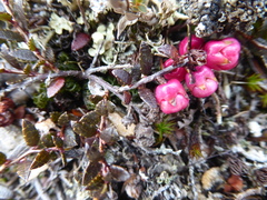 Gaultheria macrostigma