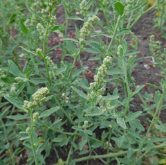 Chenopodium incanum