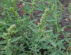 Chenopodium incanum
