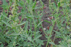 Chenopodium incanum