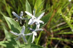 Amsonia repens