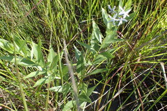Amsonia repens