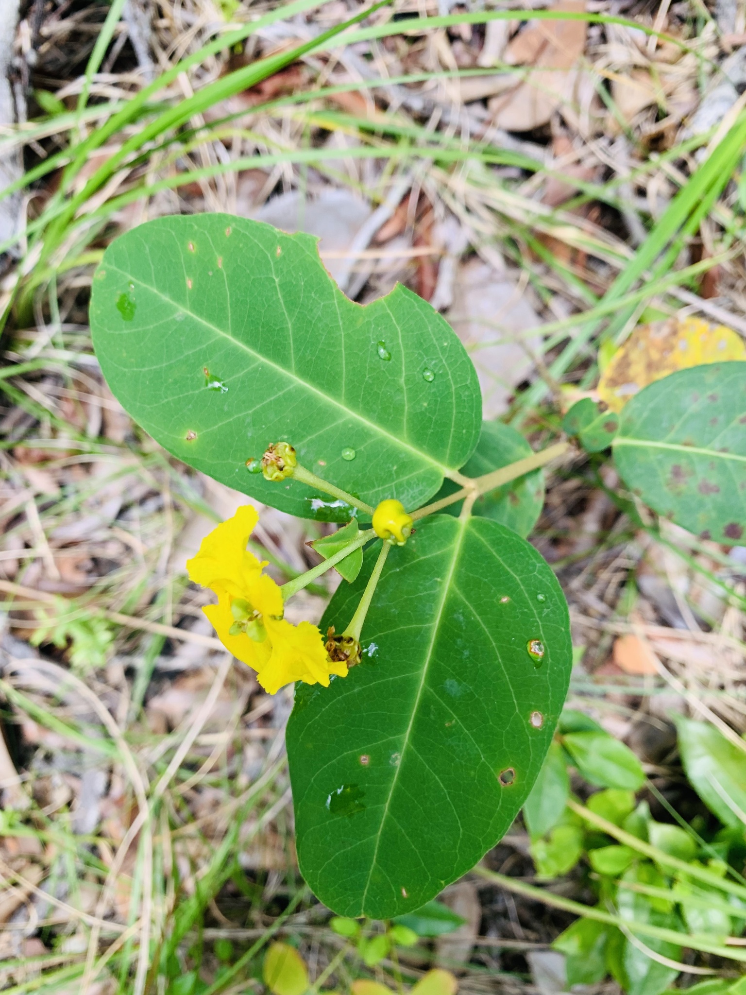 Stigmaphyllon paralias