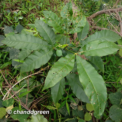 Melicope pteleifolia