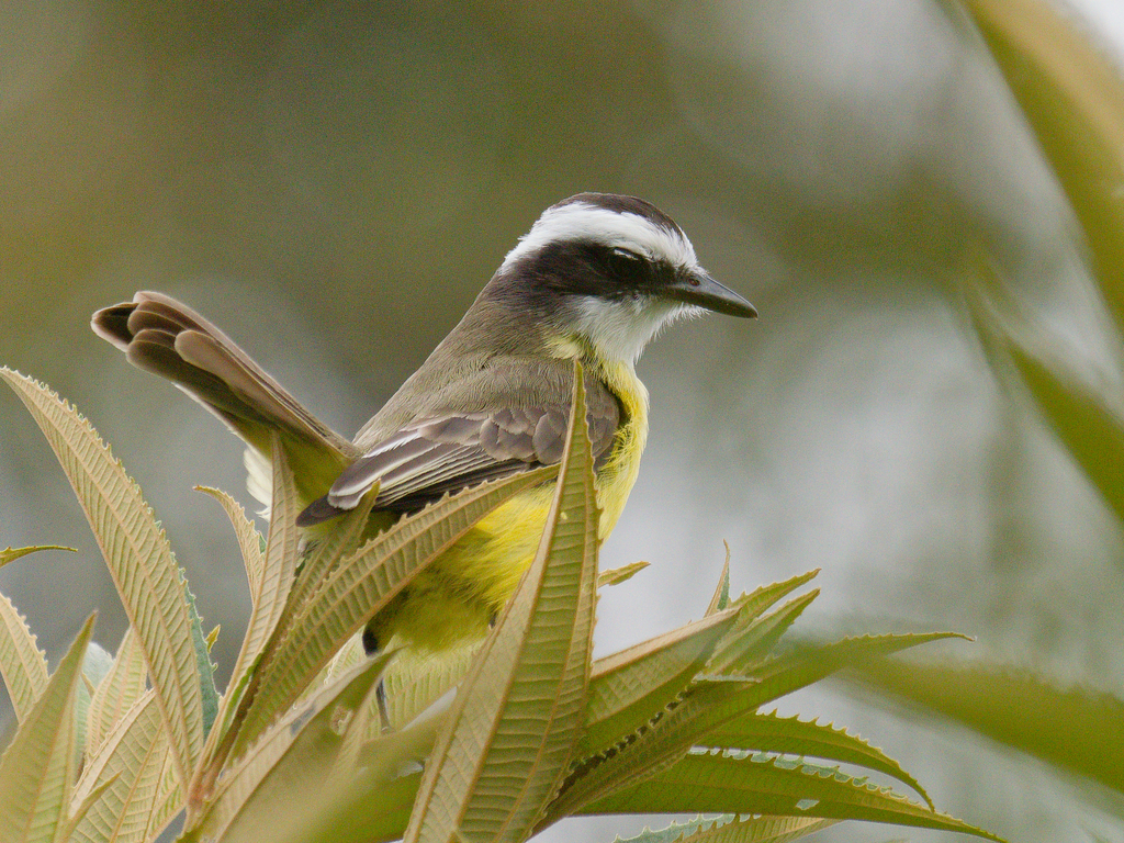 White-ringed Flycatcher photo