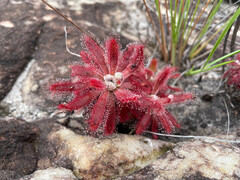 Drosera graomogolensis