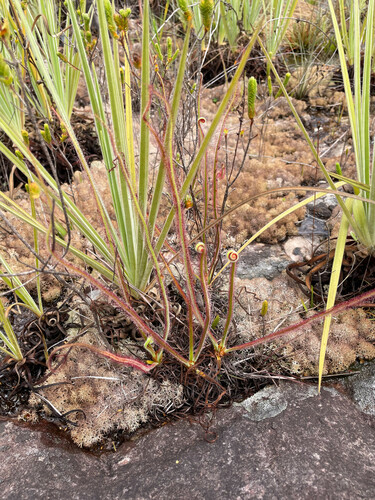 Drosera graminifolia