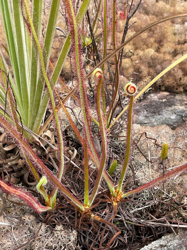 Drosera graminifolia