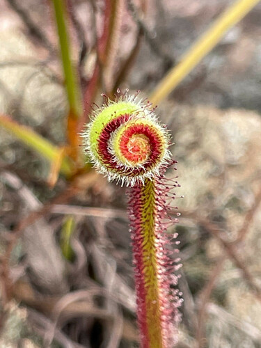 Drosera graminifolia