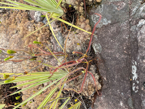 Drosera graminifolia