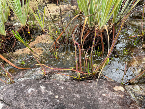 Drosera graminifolia