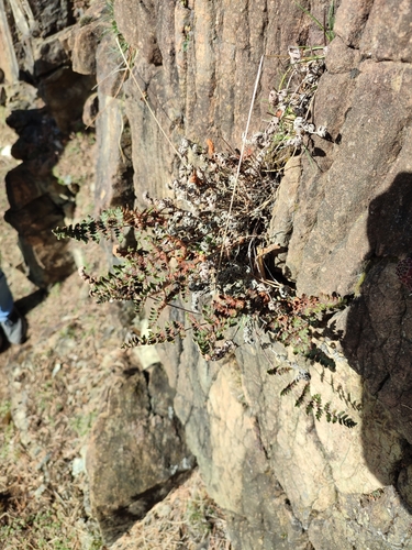 Foto de Paragymnopteris marantae marantae