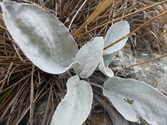 Brachyglottis haastii
