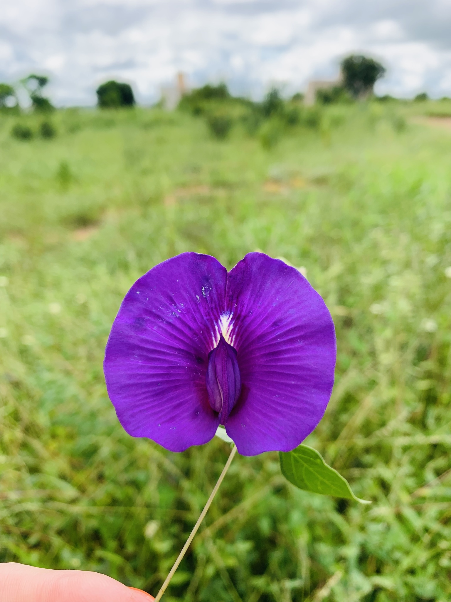Centrosema brasilianum