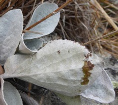 Brachyglottis haastii