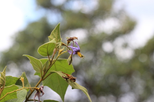 Solanum absconditum