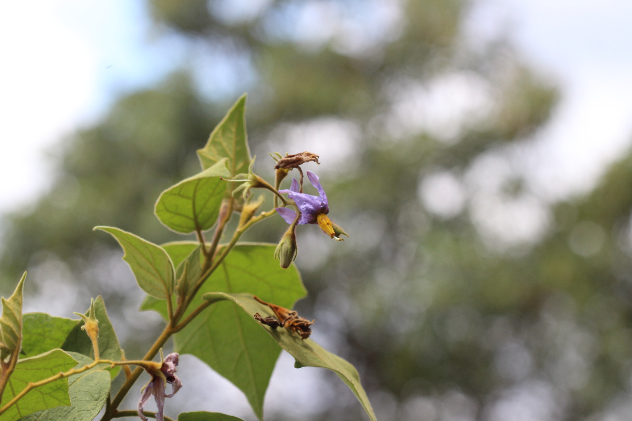 Solanum absconditum