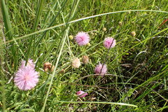 Mimosa hystricina