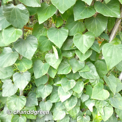 Pericampylus glaucus