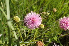 Mimosa hystricina