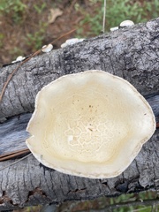 Media resource of Lentinus levis