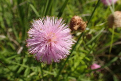 Mimosa hystricina