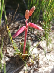 Lachenalia punctata