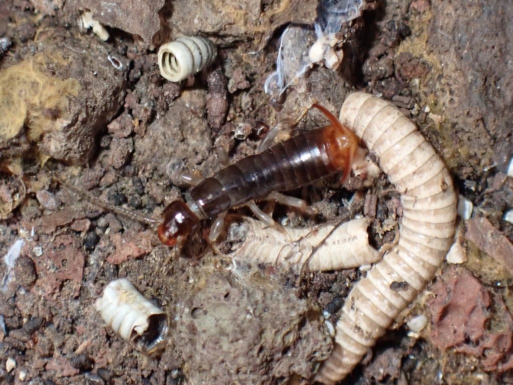 Giant Canary Earwig
