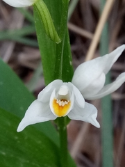 Cephalanthera longifolia image