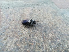 Andrena cineraria