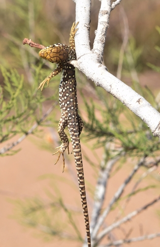 Sierra Nevada Ocellated Lizard, Almería, España, photo 8 of 10