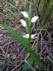 Cephalanthera longifolia image