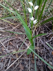 Cephalanthera longifolia image