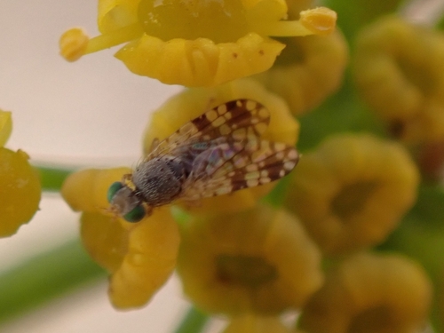 Tephritis luteipes