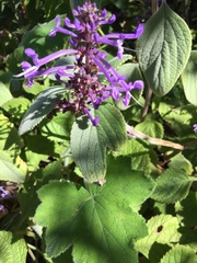 Plectranthus ambiguus