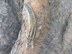 Funambulus pennantii