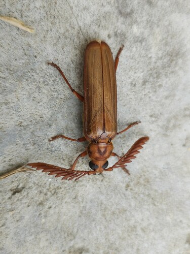 Neoclosterus lujae · iNaturalist Mexico