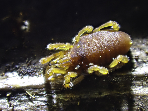 Purcellia Harvestman
